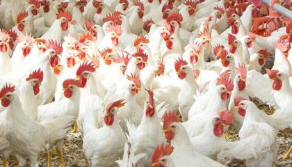 broiler-chicken-696x464-1
