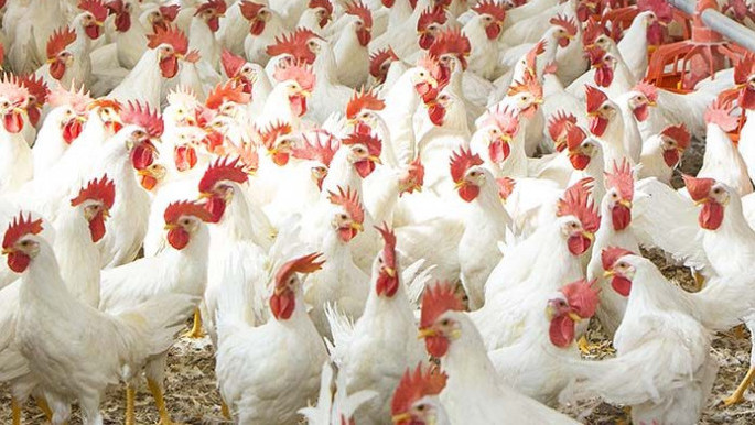broiler-chicken-696x464-1