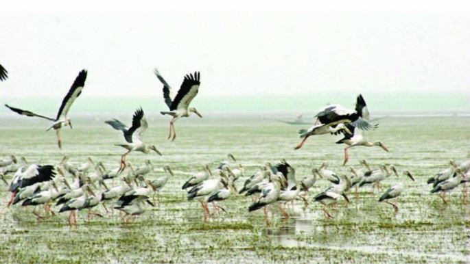 migratory_birds