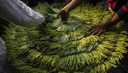 betel_leaf-lead