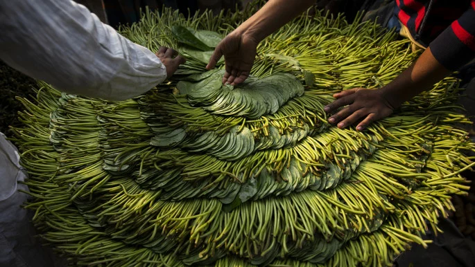 betel_leaf-lead