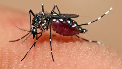 dengue