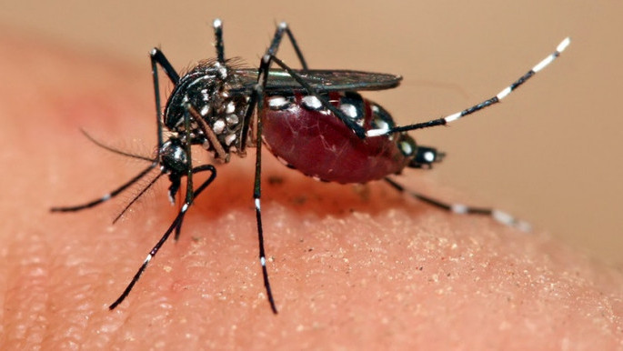 dengue