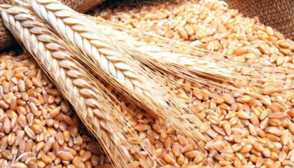 wheat