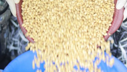 soybeans