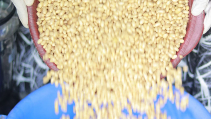 soybeans